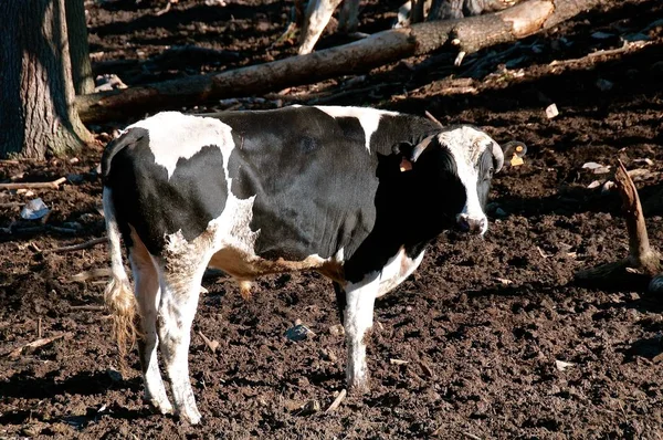 Holstein Egy Erdős Tételben Áll Sárban — Stock Fotó