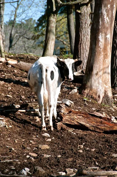 牧草地で屋外に立っている黒と白のホルスタイン牛は 後方の外観で頭を回します — ストック写真