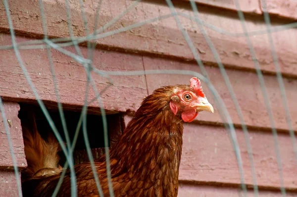 Fechar Cabeça Frango Colocação Marrom Jaula Cercada Arame — Fotografia de Stock