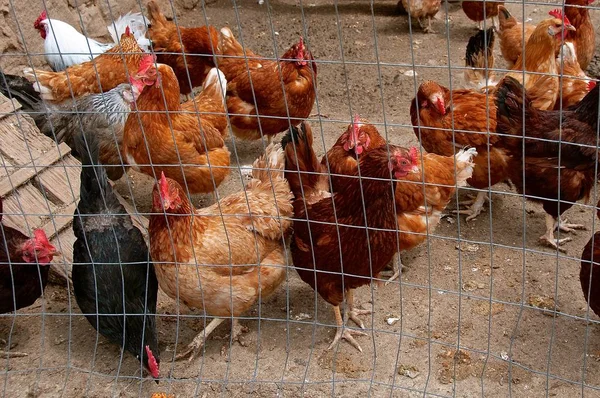 A flock of chickens and roosters are fenced in with wire netting in an outdoor cage.