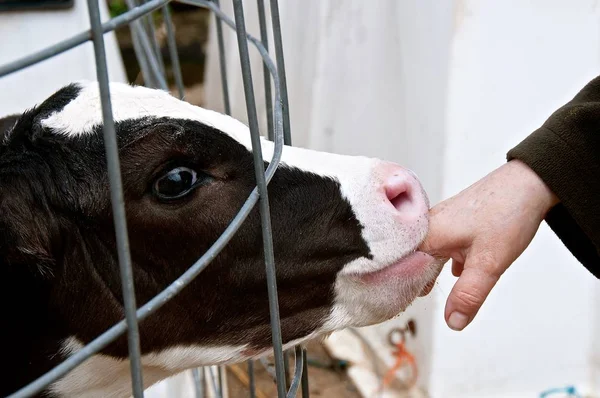 Baby Holstein Borjú Szar Ujjak Egy Fiatal Lány — Stock Fotó