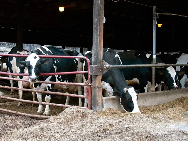 Una Mandria Vacche Mungitrici Holstein Bianco Nero Che Mangia Mais — Foto Stock