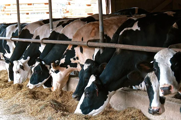 Állomány Fekete Fehér Holstein Fejés Tehenek Étkezési Őrölt Kukorica Gabona — Stock Fotó