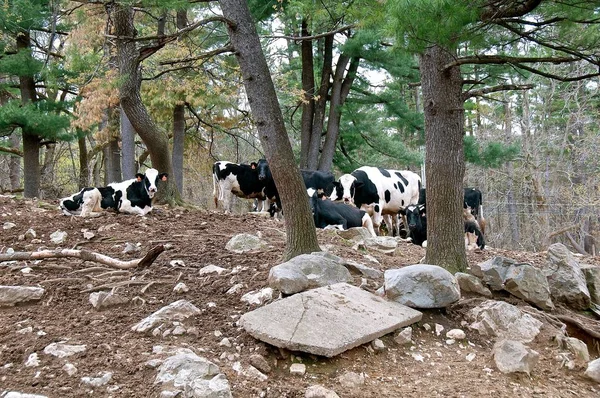 Una Mandria Vacche Holstein Bianche Nere Raduna Pascolo Roccioso Ombreggiato — Foto Stock