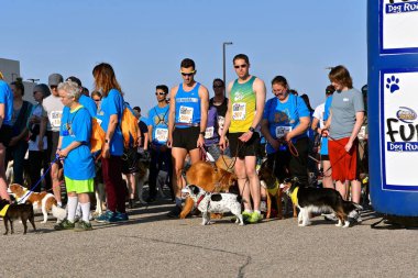 Fargo, Kuzey Dakota-13 Mayıs 2019: Köpekler ve eğitmenler/sahipleri, her yıl düzenlenen ve cyclothon, gençlik, 5k, 10k, yarım ve tam koşuların da yer aldığı Yıllık Fargo Maratonu'nda devam eden Furgo Köpek Yarışı'na katılıyorlar..