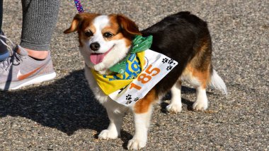 Fargo, Kuzey Dakota-13 Mayıs 2019: Köpekler ve eğitmenler/sahipleri, her yıl düzenlenen ve cyclothon, gençlik, 5k, 10k, yarım ve tam koşuların da yer aldığı Yıllık Fargo Maratonu'nda devam eden Furgo Köpek Yarışı'na katılıyorlar..