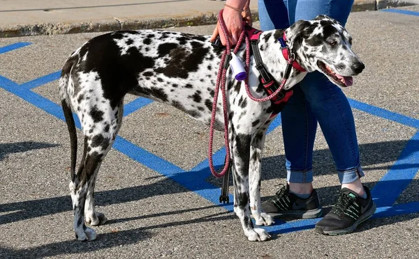 ファーゴ ノースダコタ州 2019年5月13日 犬とトレーナー 所有者はまた サイクロス 10K およびフルランを含む毎年恒例のファーゴマラソンで進行中のファーゴドッグレースに参加します ロイヤリティフリーのストック画像