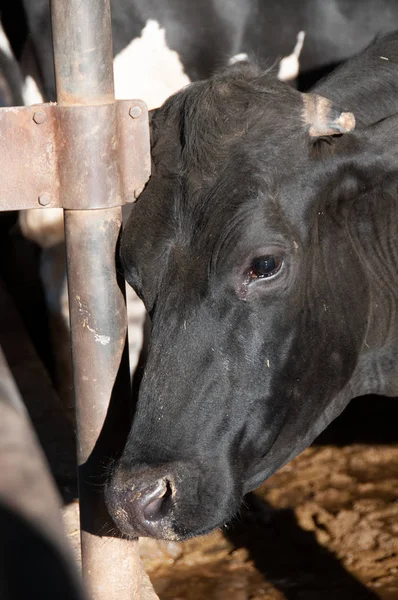 Holstein Mucca Latte Dalla Testa Nera Che Nutre Insilati Fienile — Foto Stock