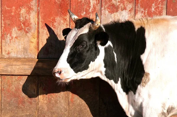 Boynuzlu Bir Holstein Dümeni Soyma Ambarına Karşı Siluetlenir — Stok fotoğraf