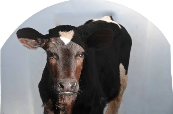 Giovane Vitello Holstein Infila Una Parte Della Sua Testa Fuori — Foto Stock