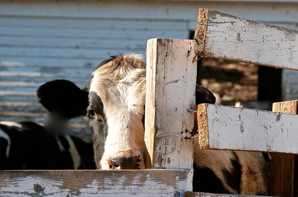Partial Head Eye Holstein Cow Standing Rickety Wooden Fence Seen — Stock Photo, Image