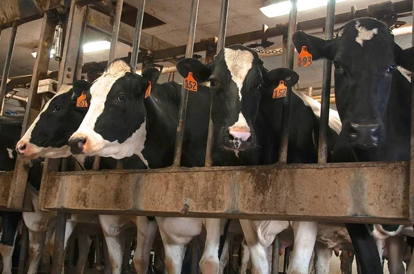 Vacche Holstein Bianche Nere Rinchiuse Stanchions Pronte Mungitura Caseificio Salone — Foto Stock