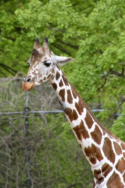 Hayvanat bahçesinde bulunan bir zürafanın başı ve boynu