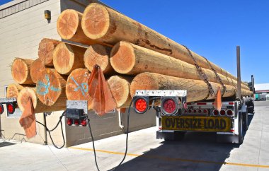 A semi trailer loaded with long fir or pine logs  is in  parking lot.  clipart