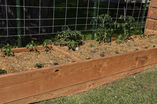 Innovative  cedar wood garden built off the ground