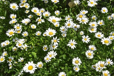 Güzel bir papatya bahçesi yaz çiçeklerinde... yalnız bir papatyaya yakın.
