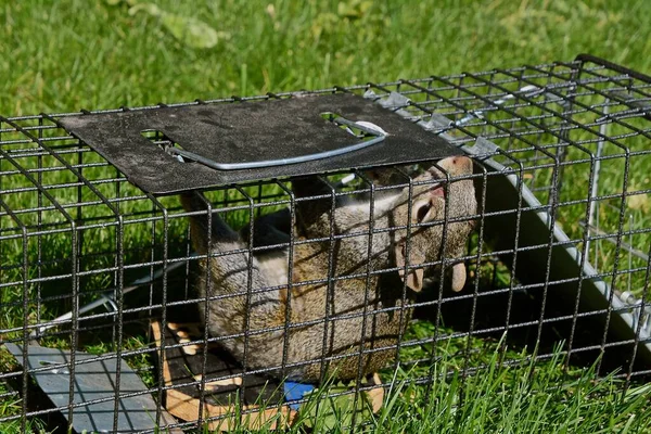 Een Grijze Eekhoorn Wordt Gevangen Een Metalen Levende Kooi Vecht — Stockfoto