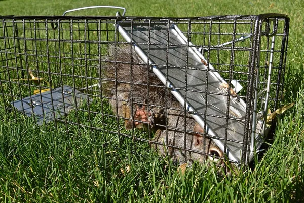 Gray Squirrel Captured Metal Live Cage Struggling Escape — Stock Photo, Image