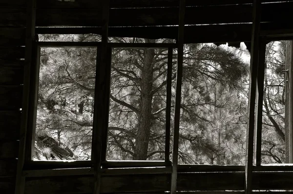 Uma Vista Que Olha Através Moldura Janela Floresta Dentro Edifício — Fotografia de Stock