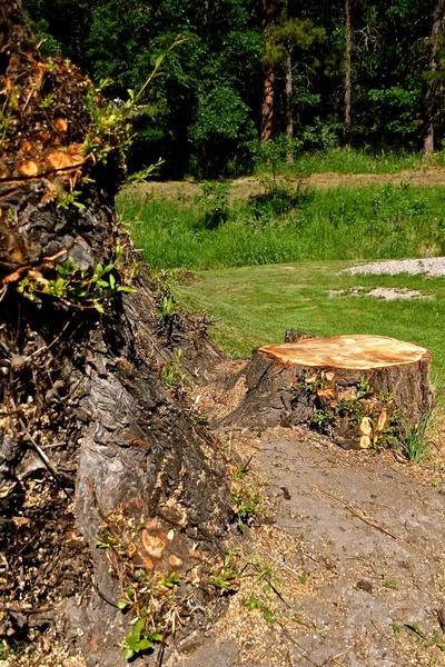 Toco Recém Cortado Está Lado Tronco Árvore Enorme Salgueiro — Fotografia de Stock