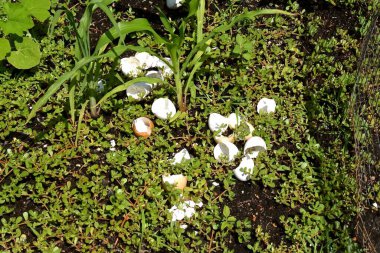 Kırık yumurta kabukları besin kaynağı olarak bir çiçek yatağına atılır..