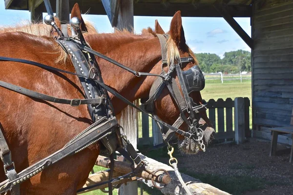 Um cavalo selado esta passando na sua frente ? - Portal ClienteSA