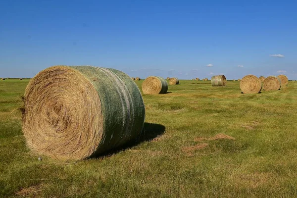 Huge Bales Left Scattered Throughout Alfalfa Field — Stock Photo, Image