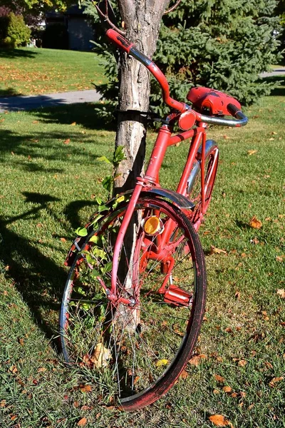 Närbild Gammal Cykel Visar Frontbild Med Ram Fastsatt Trädstam — Stockfoto