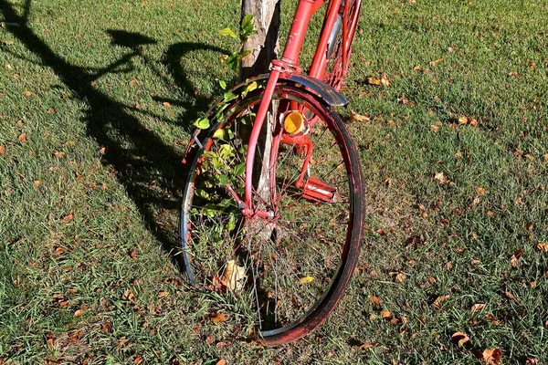 Close Uma Bicicleta Velha Com Broto Árvore Crescendo Entre Pára — Fotografia de Stock