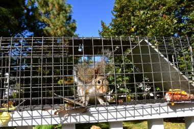 Metal bir kafeste gri bir sincap yakalandı.