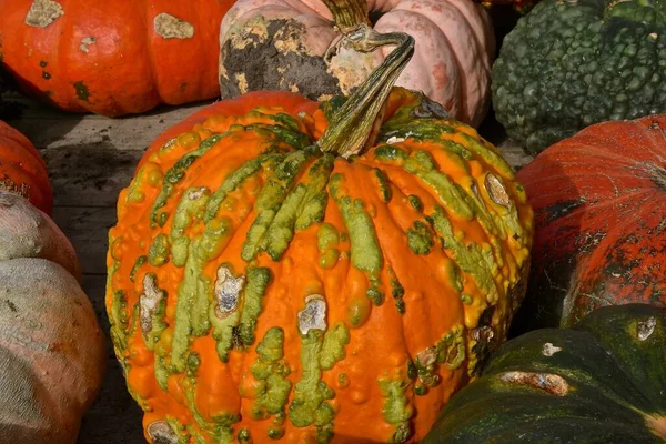 Brillante Colorida Variedad Calabazas Nudillos Disponibles Para Los Compradores Mercado — Foto de Stock