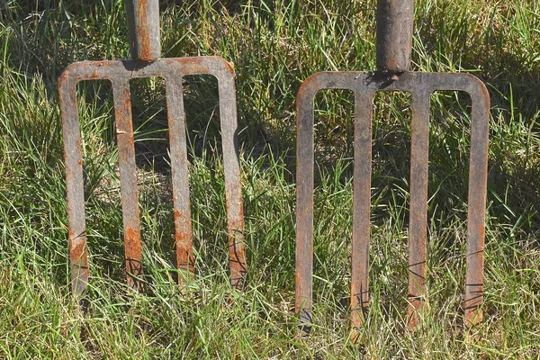 Par Quatro Garfos Escavação Velhos Enferrujados Tingidos — Fotografia de Stock