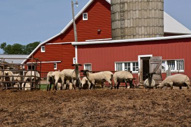 A flock of sheep are pastured in front a farm with red buildings and a silo. clipart