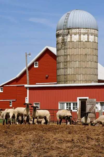 Ένα Κοπάδι Πρόβατα Βόσκουν Μπροστά Ένα Αγρόκτημα Κόκκινα Κτίρια Και — Φωτογραφία Αρχείου