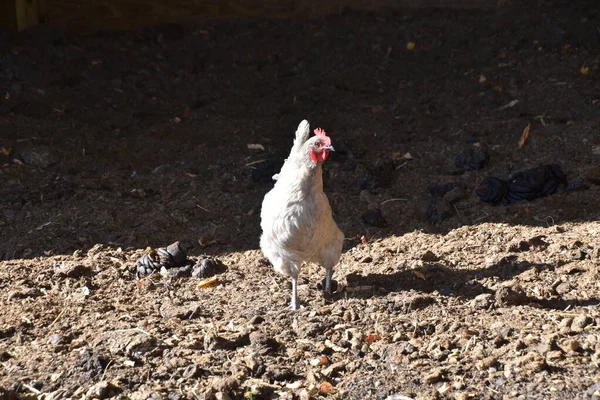 一只白角鸡从粪堆的黑暗中消失在阳光下 — 图库照片