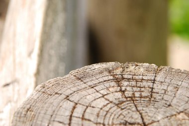 Arka plan bulanık üzerinde eski kuru ahşap ağaç saplama görünümü Kapat