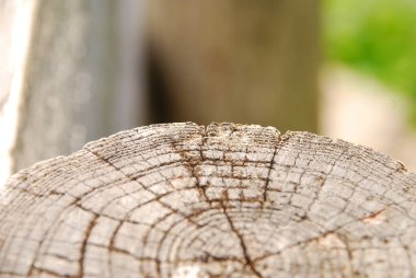 Arka plan bulanık üzerinde eski kuru ahşap ağaç saplama görünümü Kapat