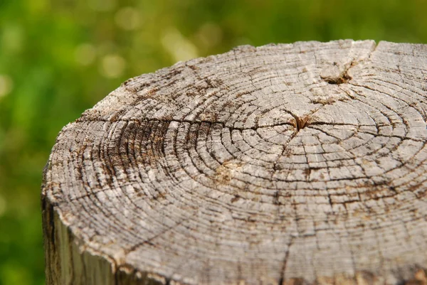 Arka plan bulanık üzerinde eski kuru ahşap ağaç saplama görünümü Kapat