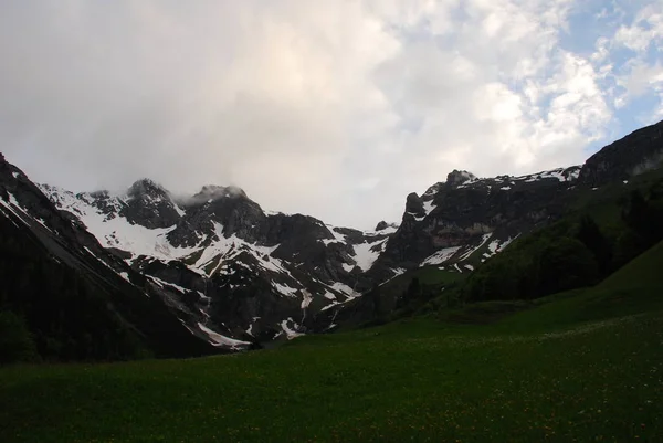 Malerischer Blick Auf Schneebedeckte Berge Und Grüne Fichten — Stockfoto