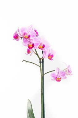 Beyaz arka plan üzerinde izole taze Pembe orkide