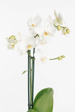 Beyaz arka plan üzerinde izole ihale beyaz orkide