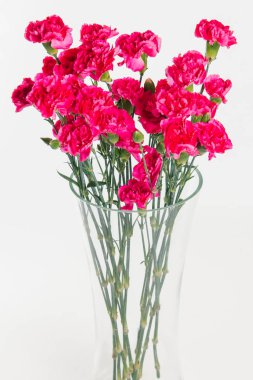 Parlak beyaz zemin üzerine cam vazoda pembe Karanfil Buketi