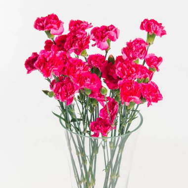 Parlak beyaz zemin üzerine cam vazoda pembe Karanfil Buketi