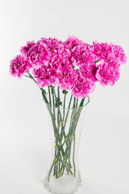 Beyaz arka plan üzerinde izole taze pembe Karanfil Buketi