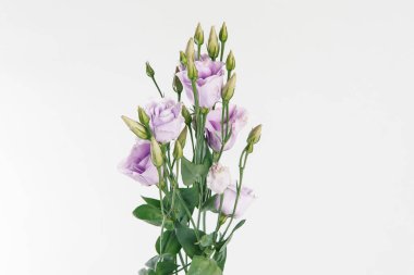 Beyaz arka plan üzerinde taze hafif mor eustoma dal