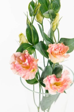 Beyaz arka plan üzerinde şeftali renkli eustoma dal görünümü Kapat