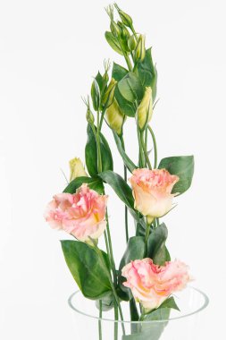 Beyaz arka plan üzerinde şeftali renkli eustoma dal görünümü Kapat