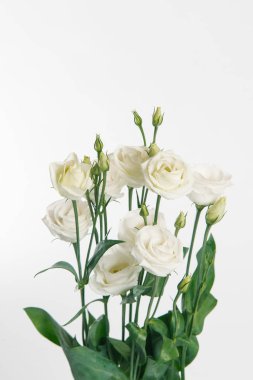 Beyaz zemin üzerine ihale beyaz eustoma dal görünümü Kapat