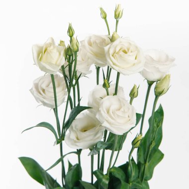 Beyaz zemin üzerine ihale beyaz eustoma dal görünümü Kapat