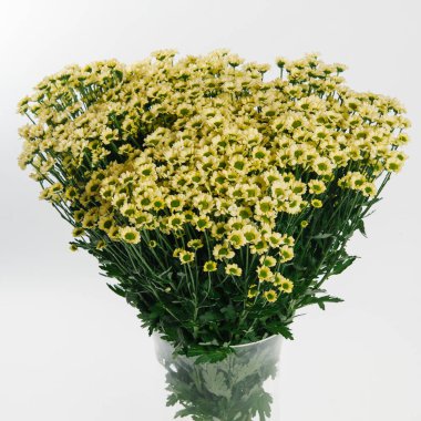 krizantem; Marguerite; taç daisy